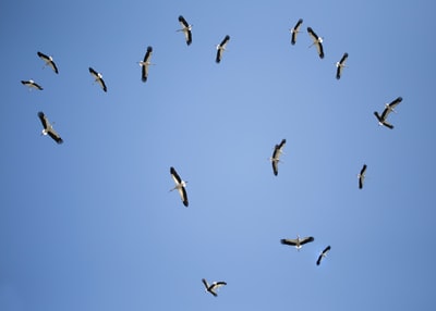 白天在蓝天下飞行的鸟群的低角度摄影